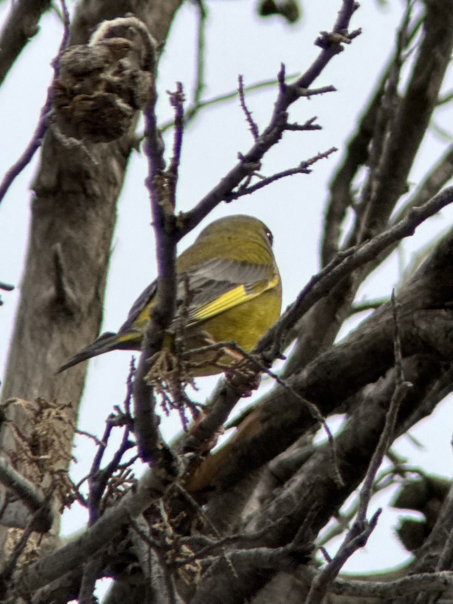 Grünfink - ML632698469