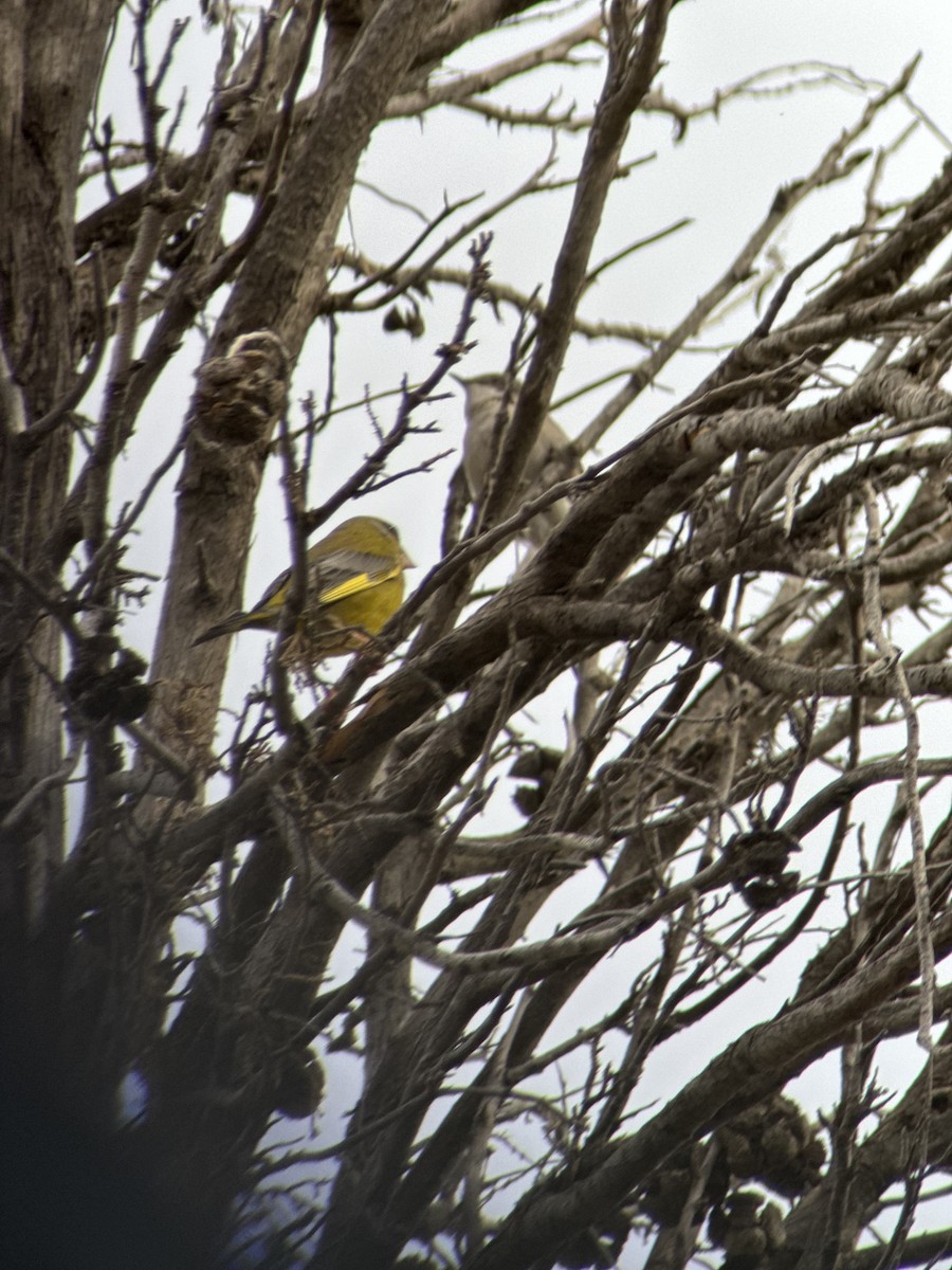 Grünfink - ML632698470