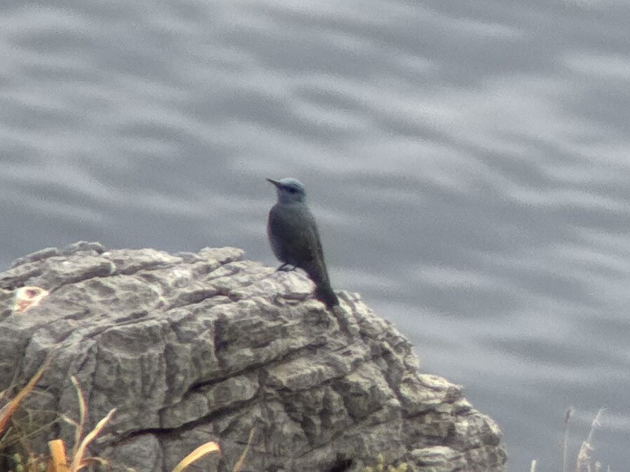 Blaumerle - ML632698534