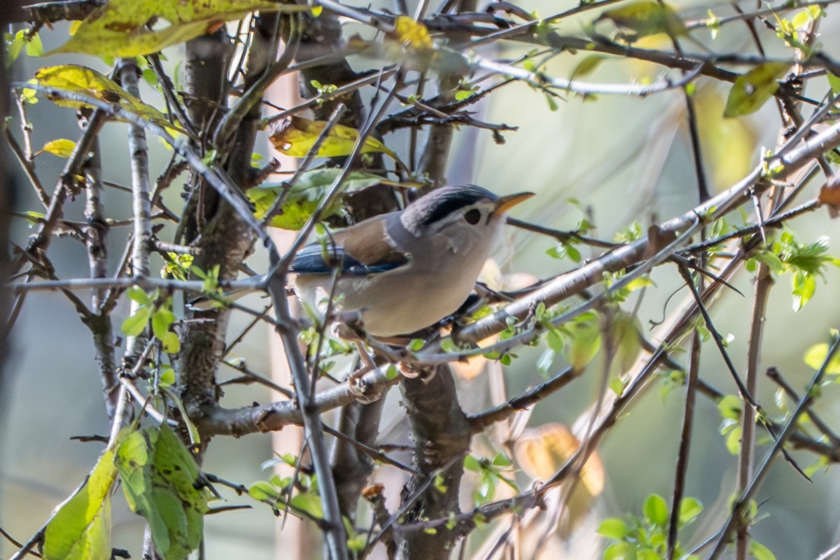 Blauflügelsiva - ML632698696