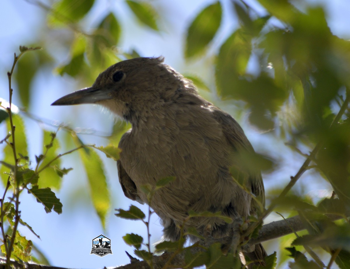 White-throated Cacholote - ML632698744