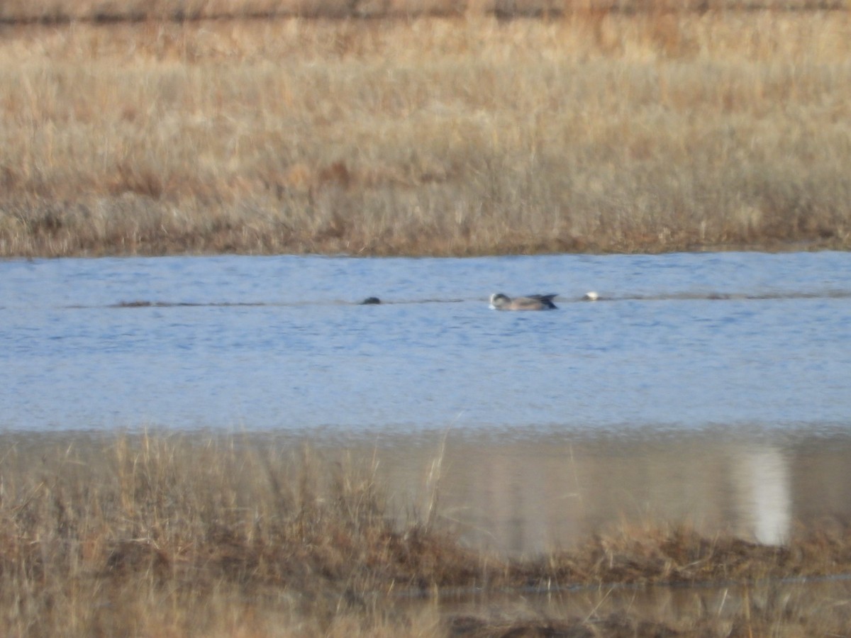 American Wigeon - ML632698842