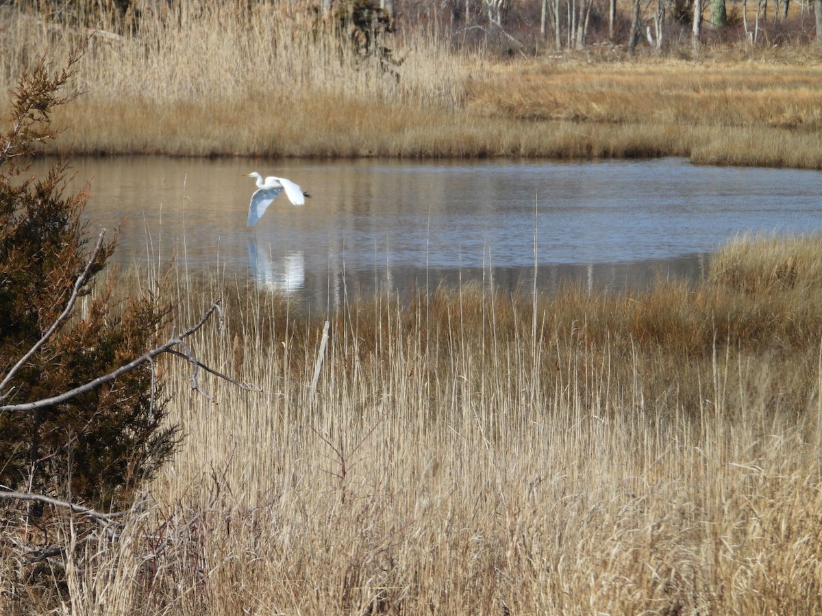 Great Egret - ML632698875