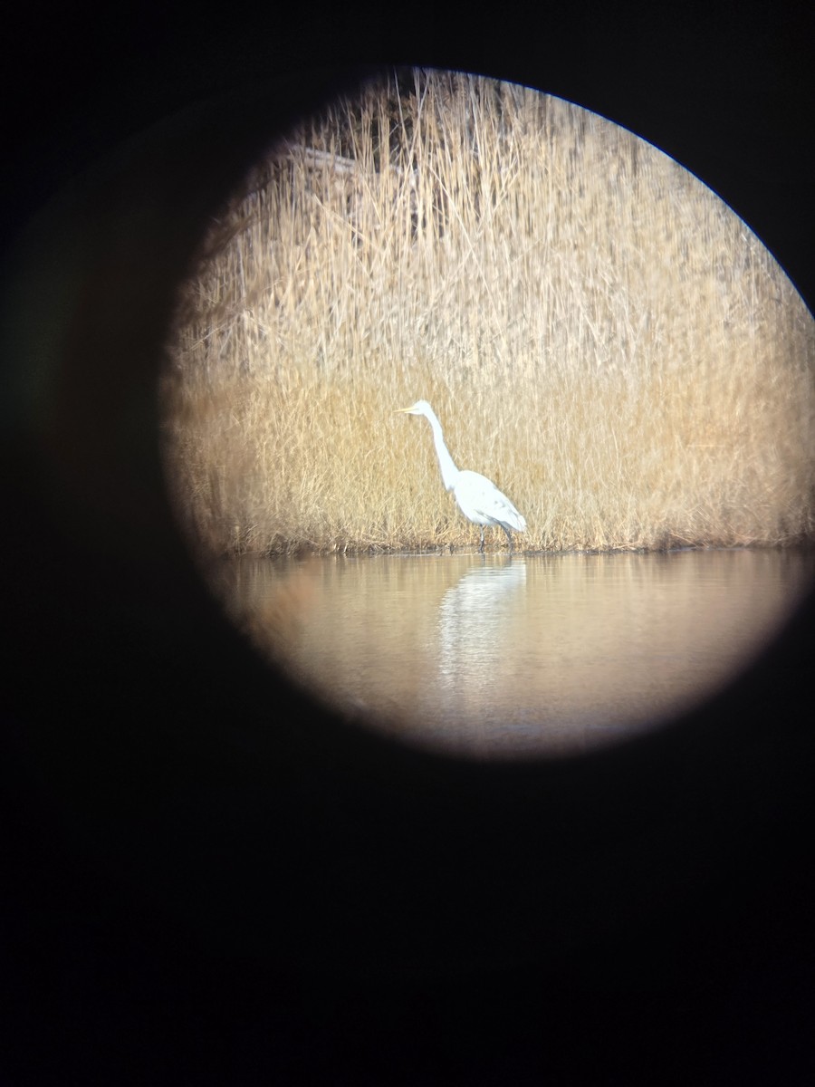 Great Egret - ML632698876
