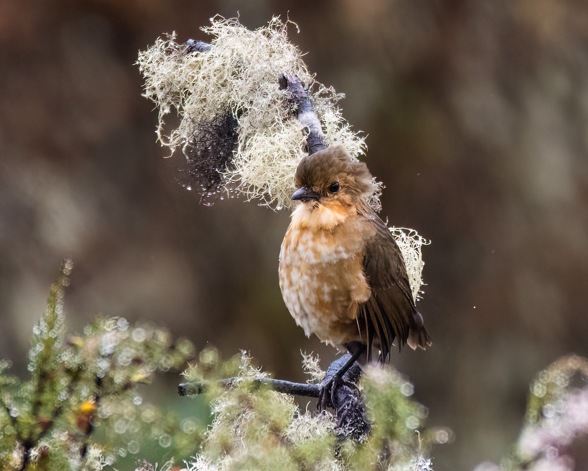 Boyaca Antpitta - ML632698885