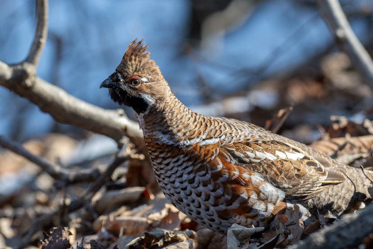 Hazel Grouse - ML632698918