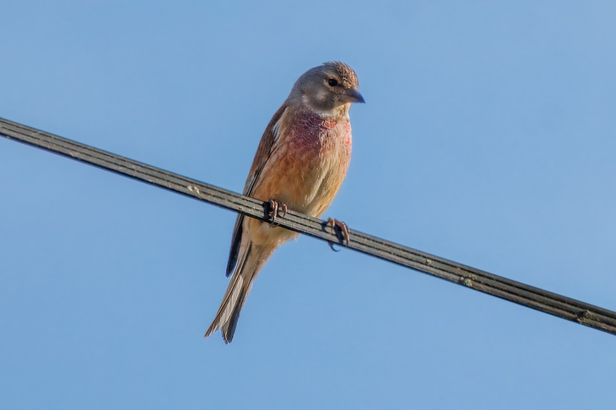 Linotte mélodieuse - ML632699055