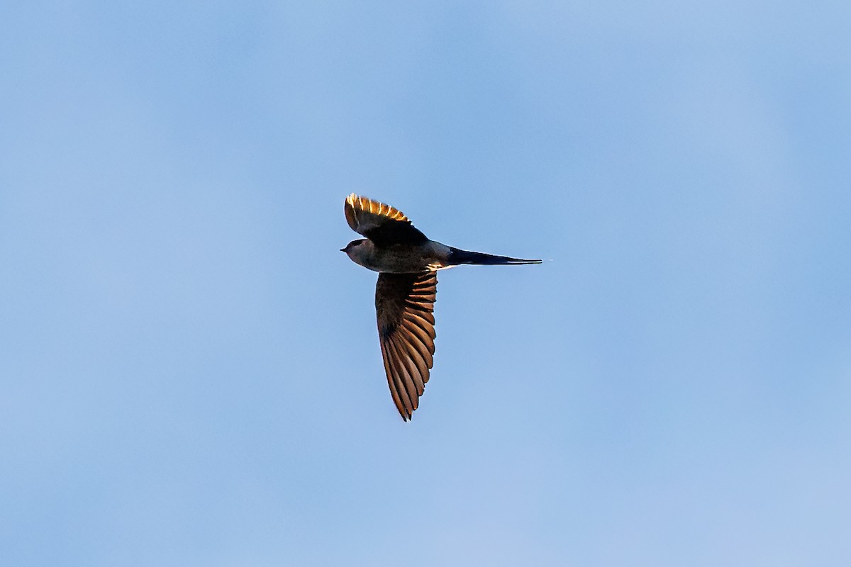 Hirondelle rousseline - ML632699066