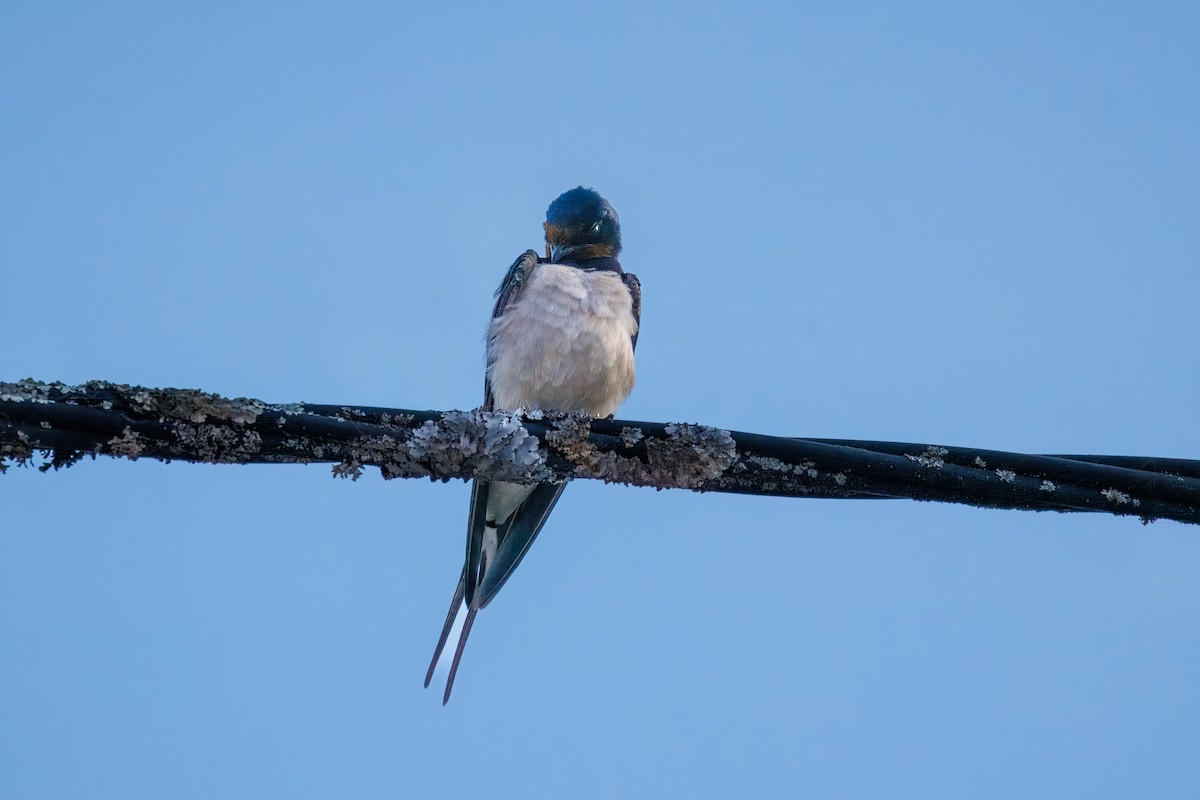 Hirondelle rustique - ML632699078