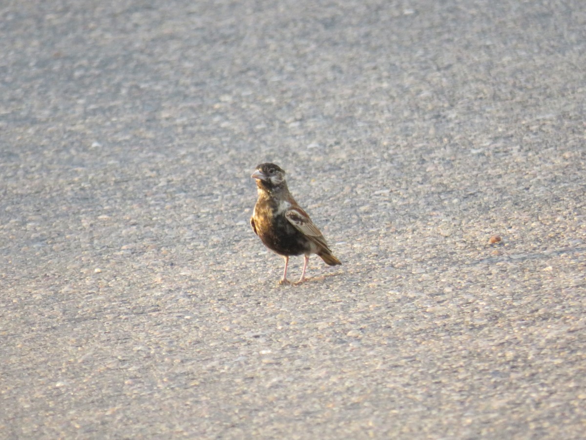 Chestnut-backed Sparrow-Lark - ML632699287