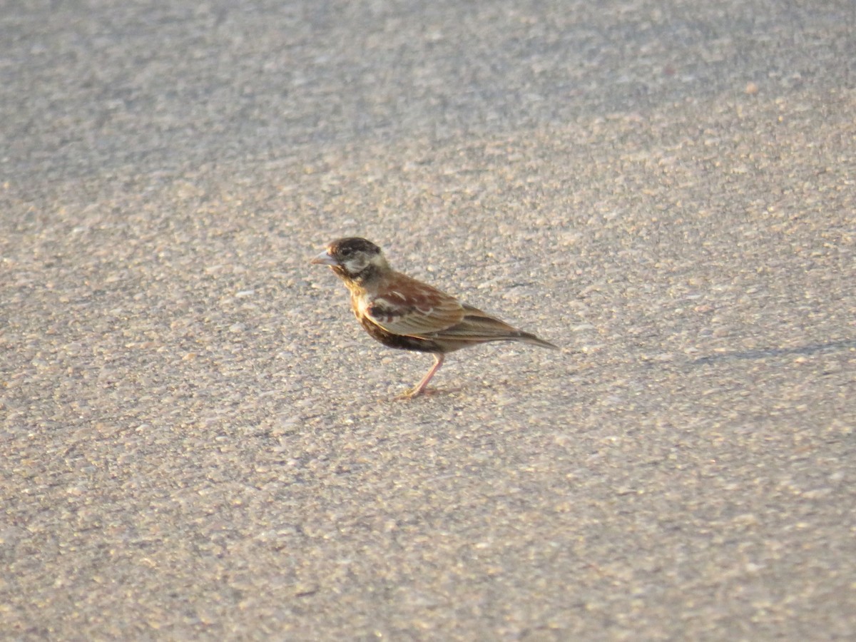 Chestnut-backed Sparrow-Lark - ML632699288