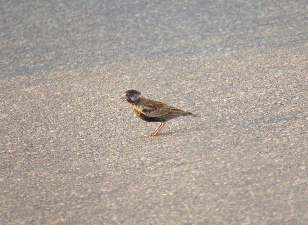 Chestnut-backed Sparrow-Lark - ML632699290