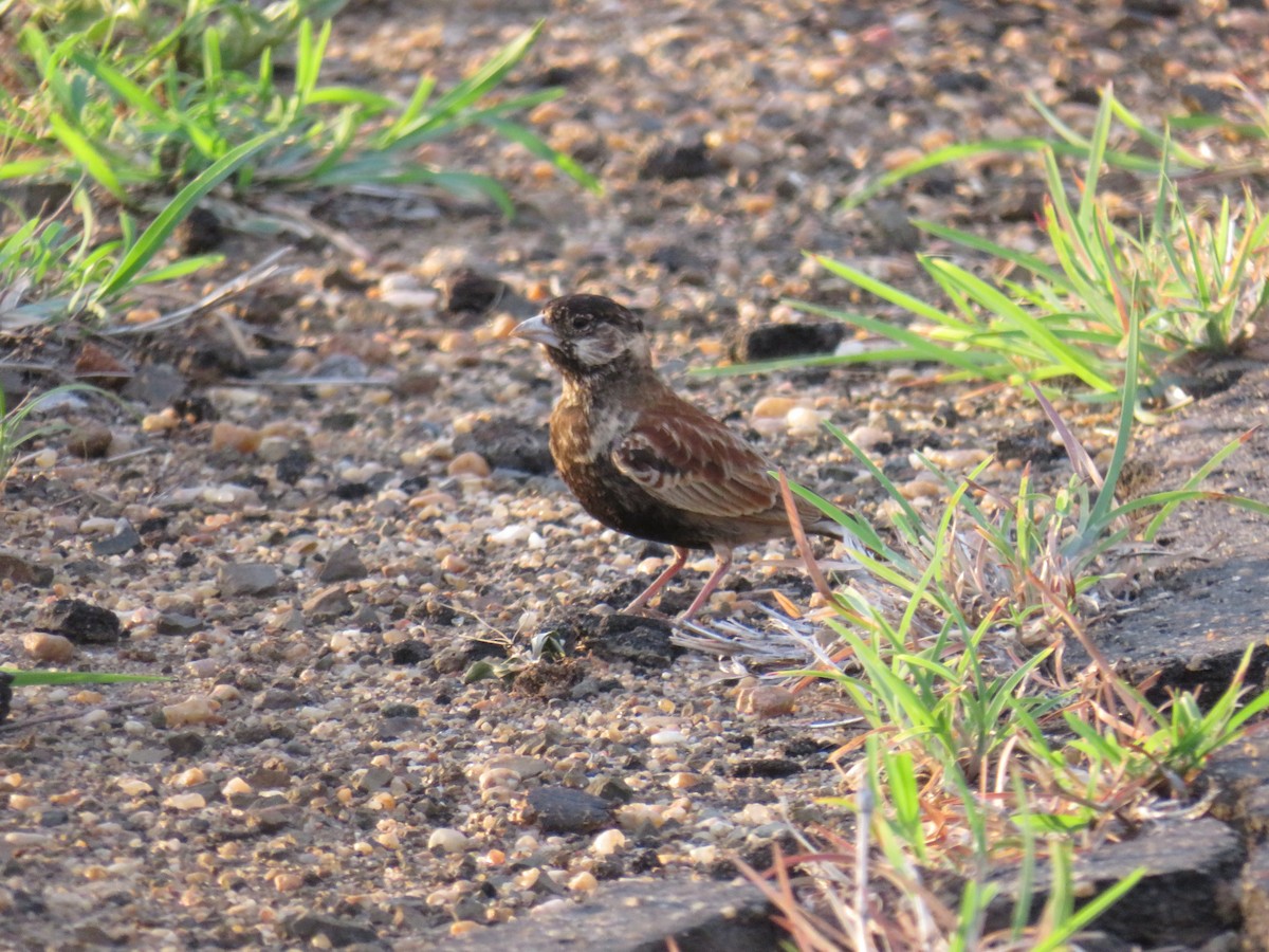 Chestnut-backed Sparrow-Lark - ML632699295