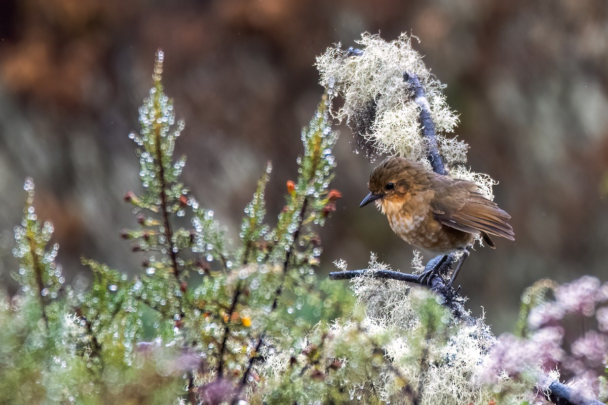 Boyaca Antpitta - ML632699300