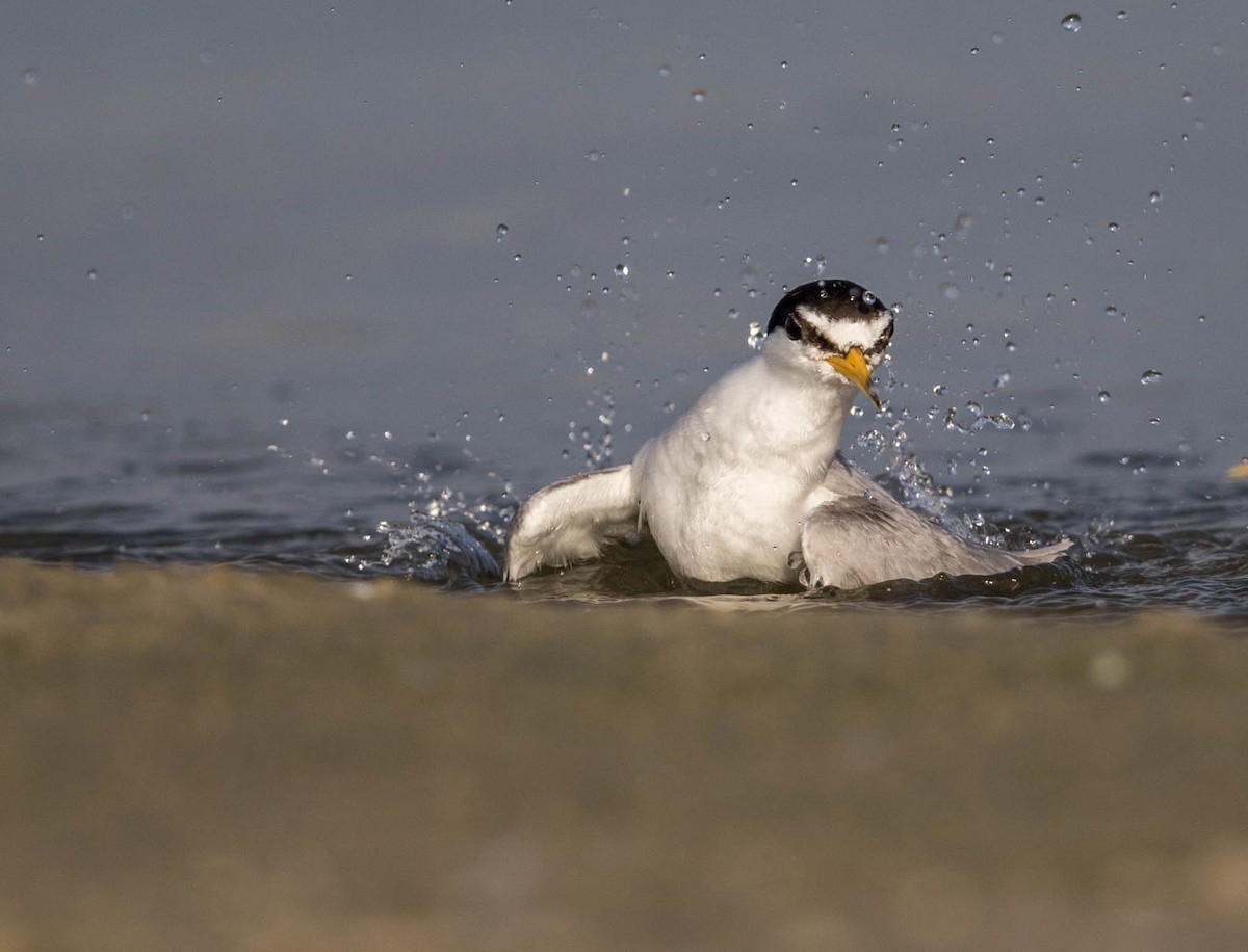 Least Tern - ML63269931