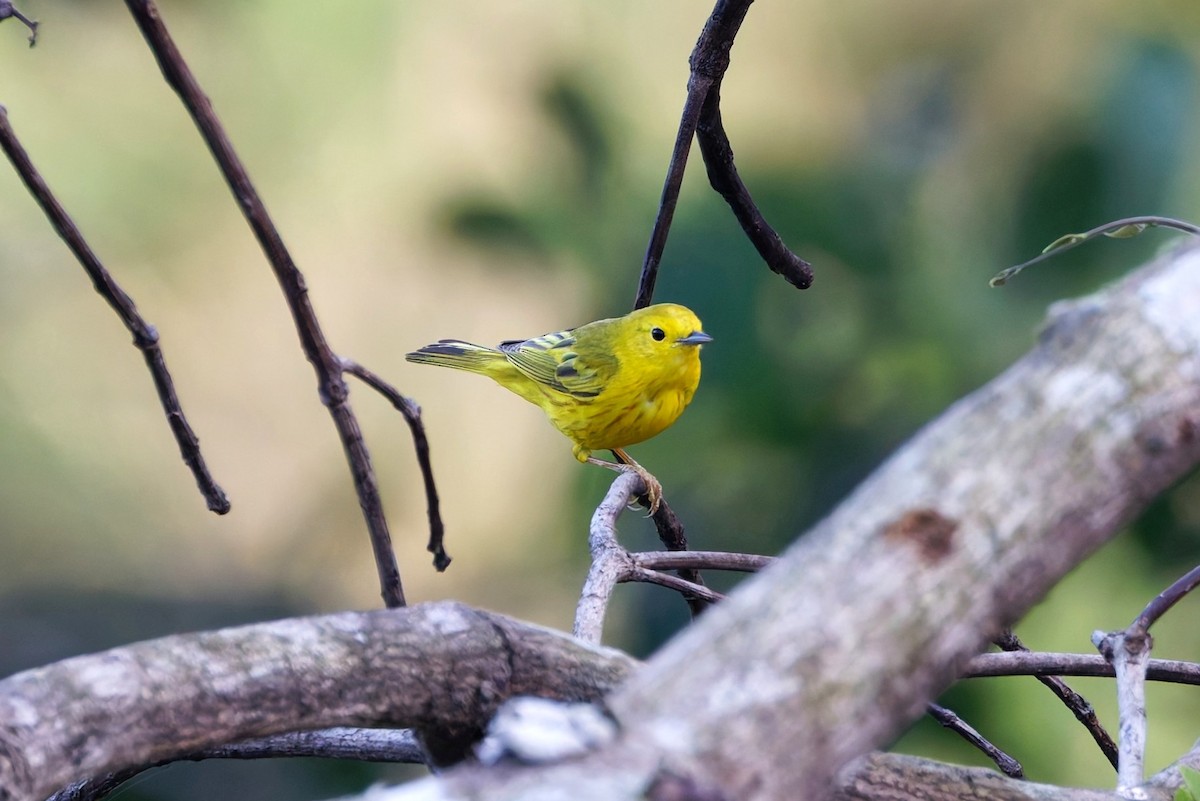 Yellow Warbler - ML632699348