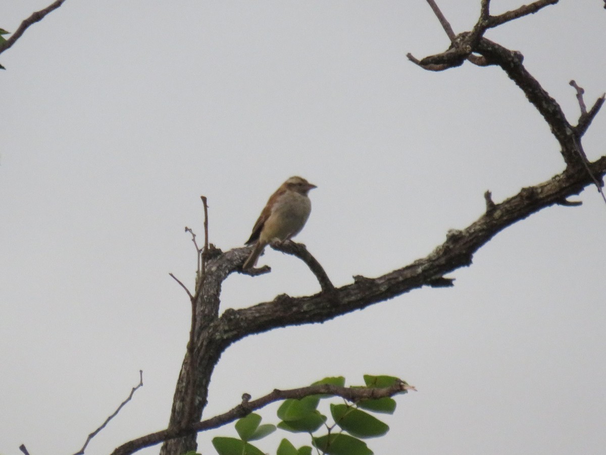 Yellow-throated Bush Sparrow - ML632699485