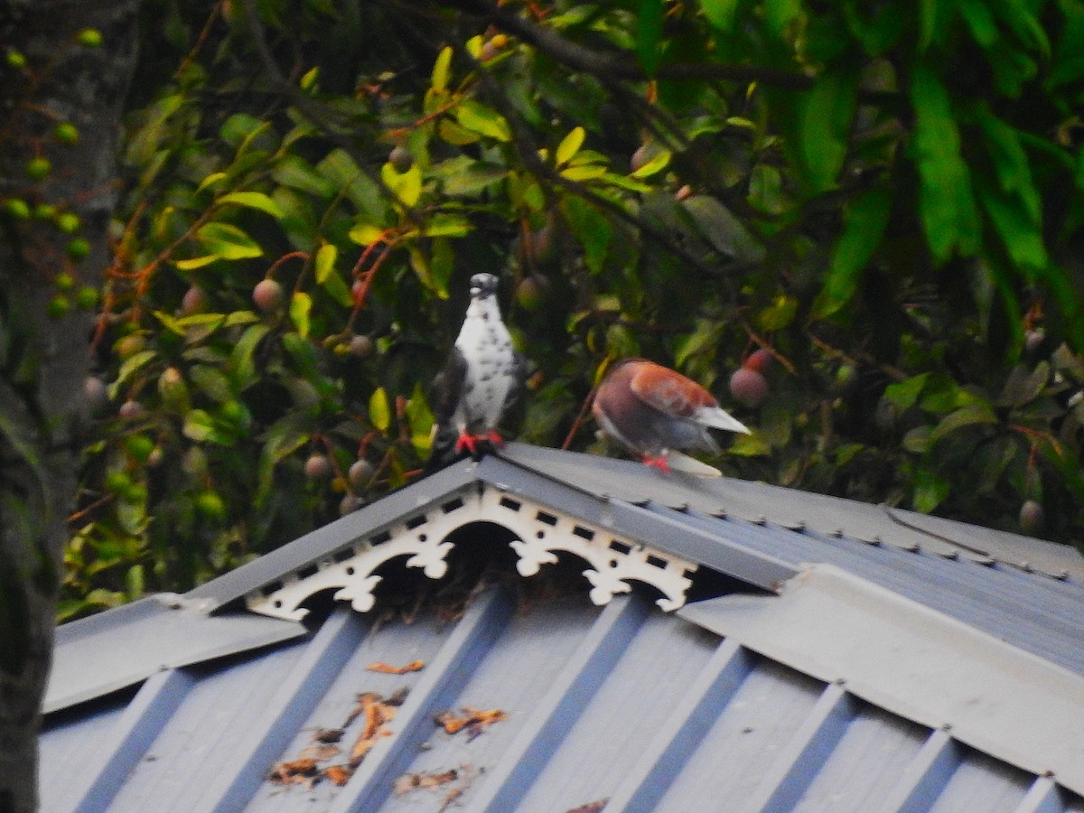 Malabar Imperial-Pigeon - ML632699491