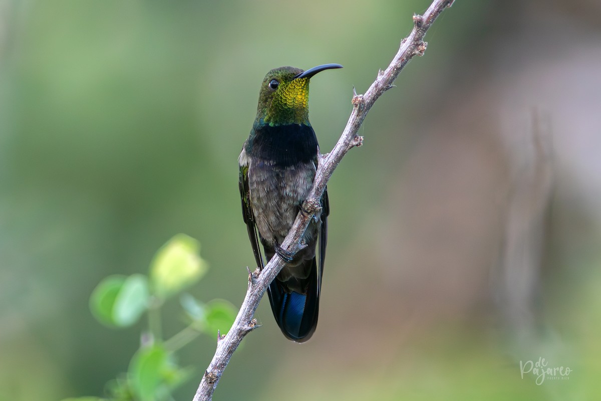 Mango Dominicano (aurulentus) - ML632699501