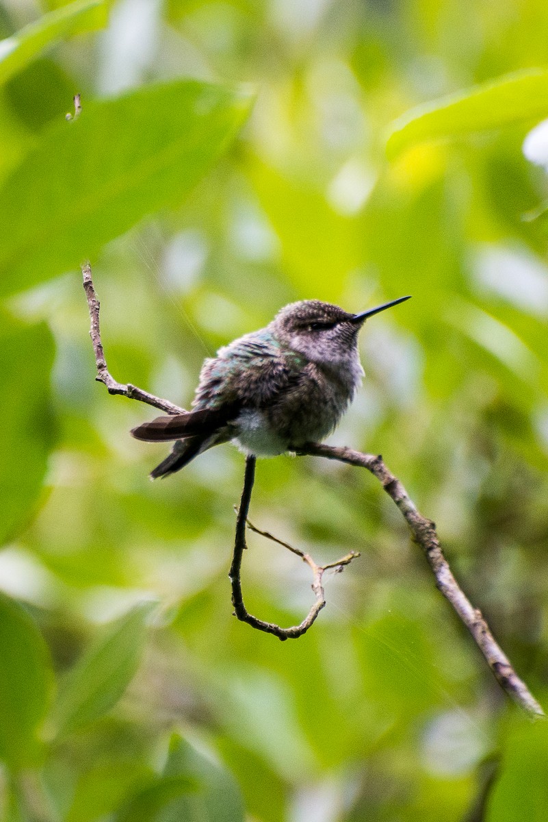 Anna's Hummingbird - Darren Kirby