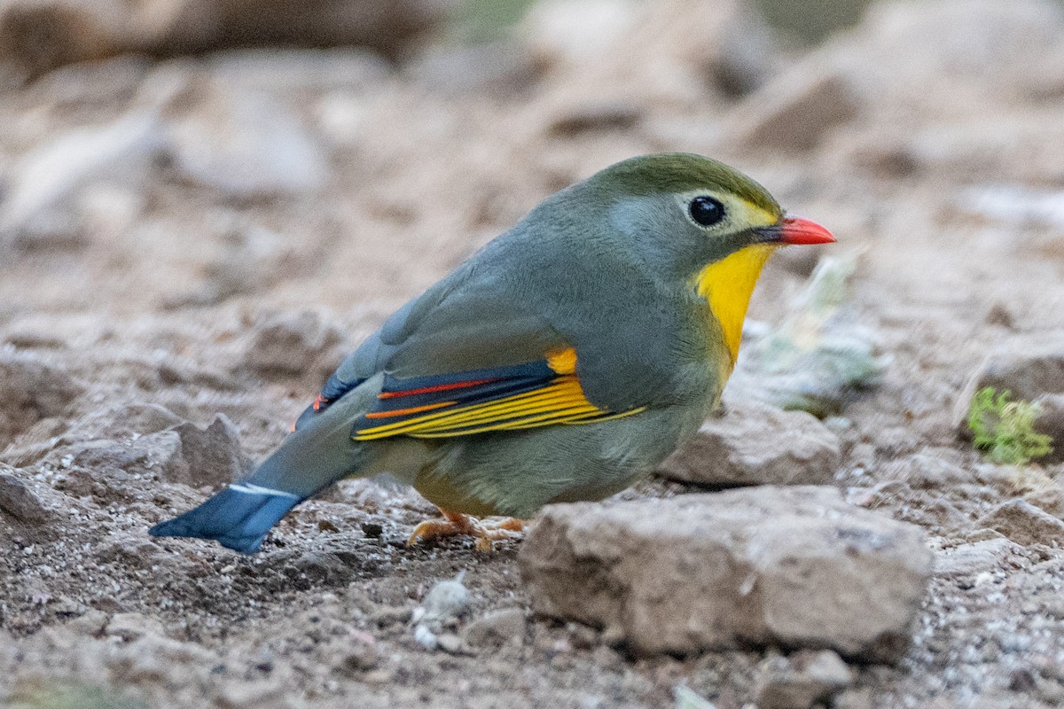 Rotschnabel-Sonnenvogel - ML632699629