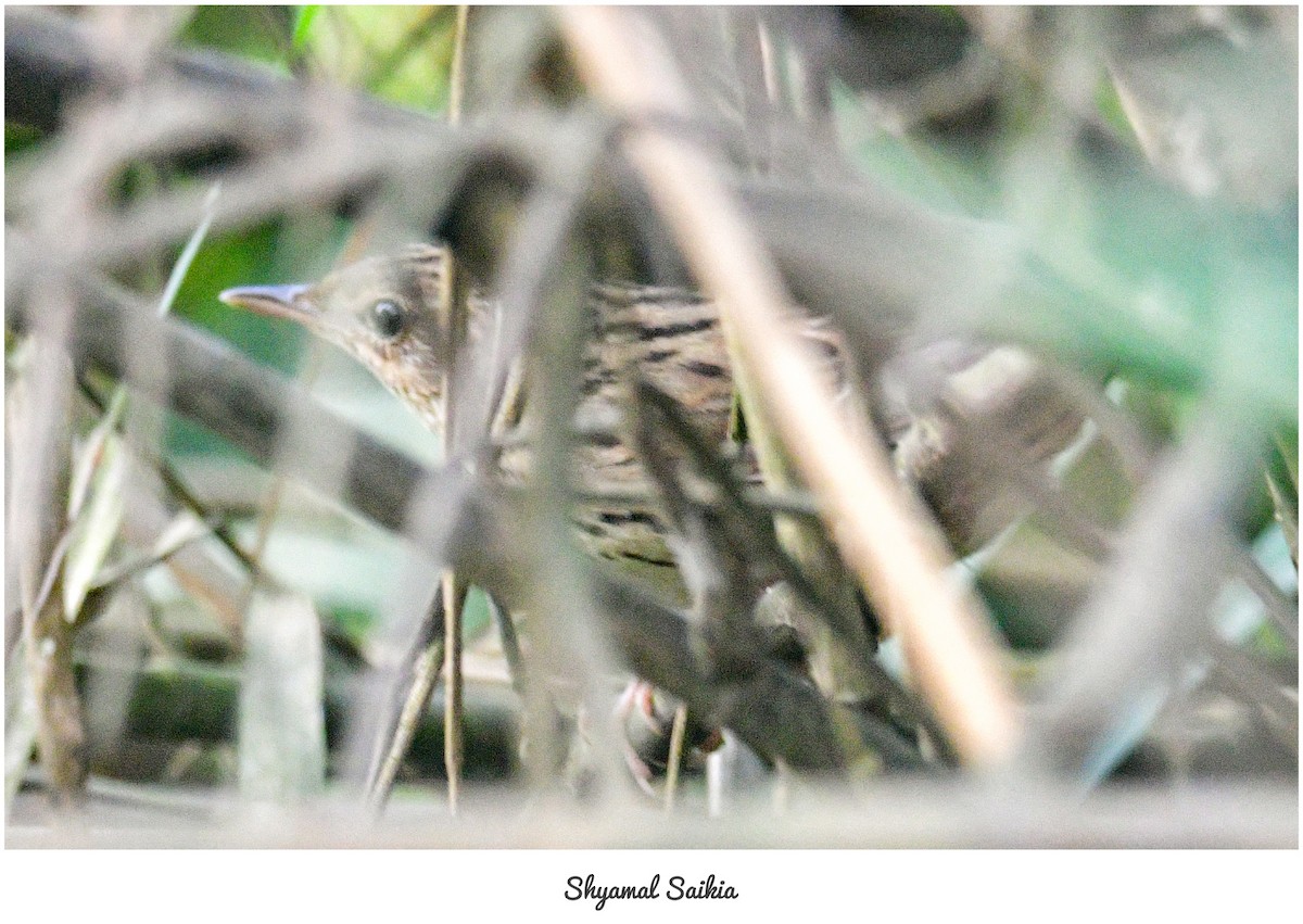Lanceolated Warbler - ML632699773