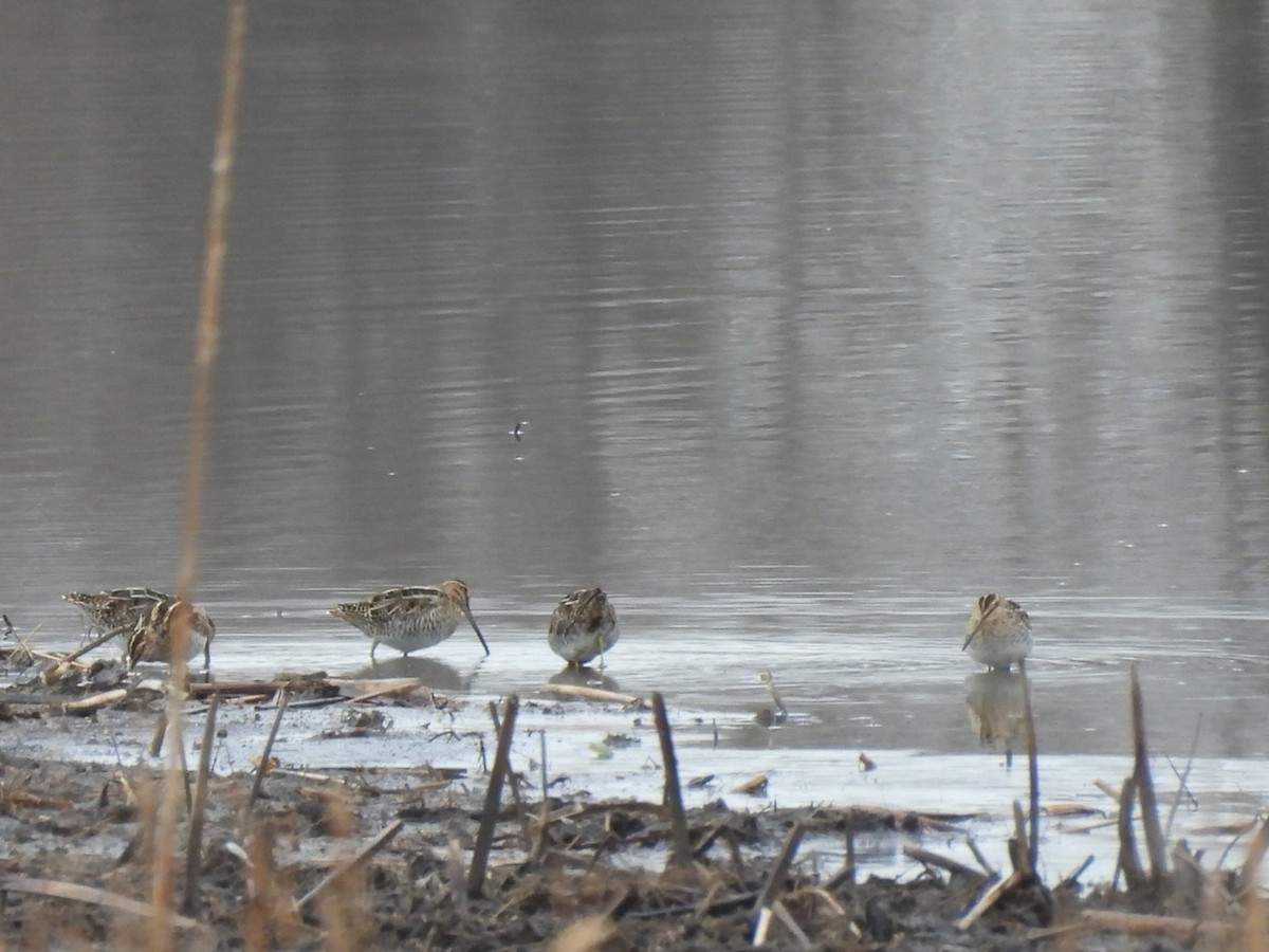 kanadabekkasin - ML632699900