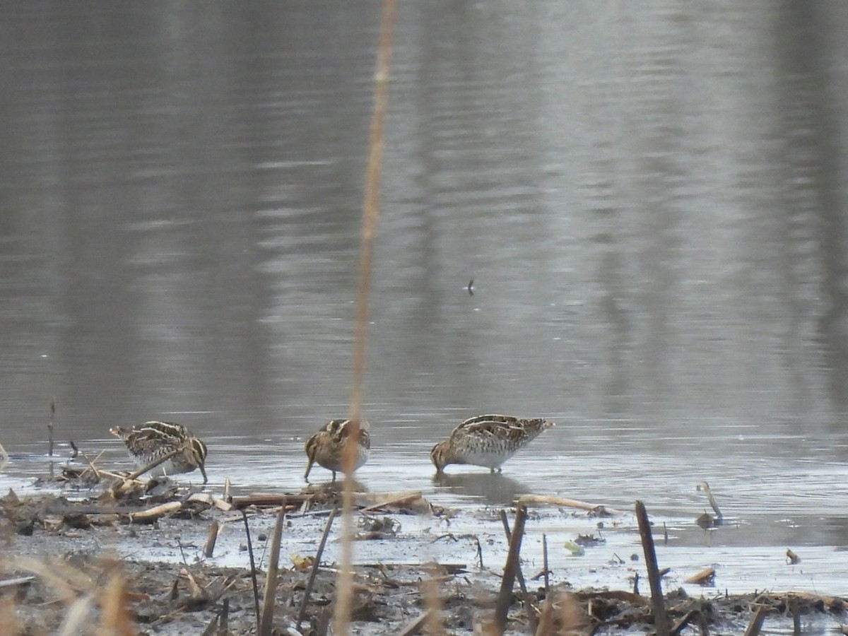 kanadabekkasin - ML632699901