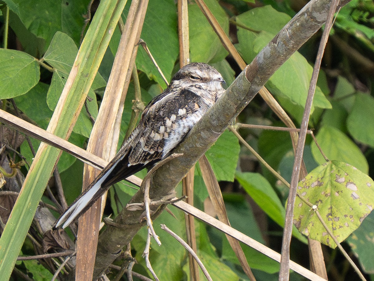 Ladder-tailed Nightjar - ML632699946