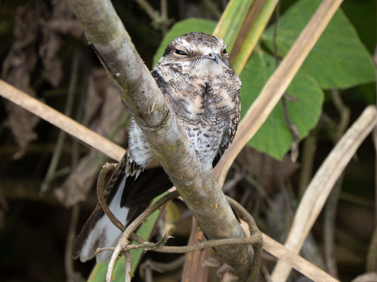 Ladder-tailed Nightjar - ML632699948