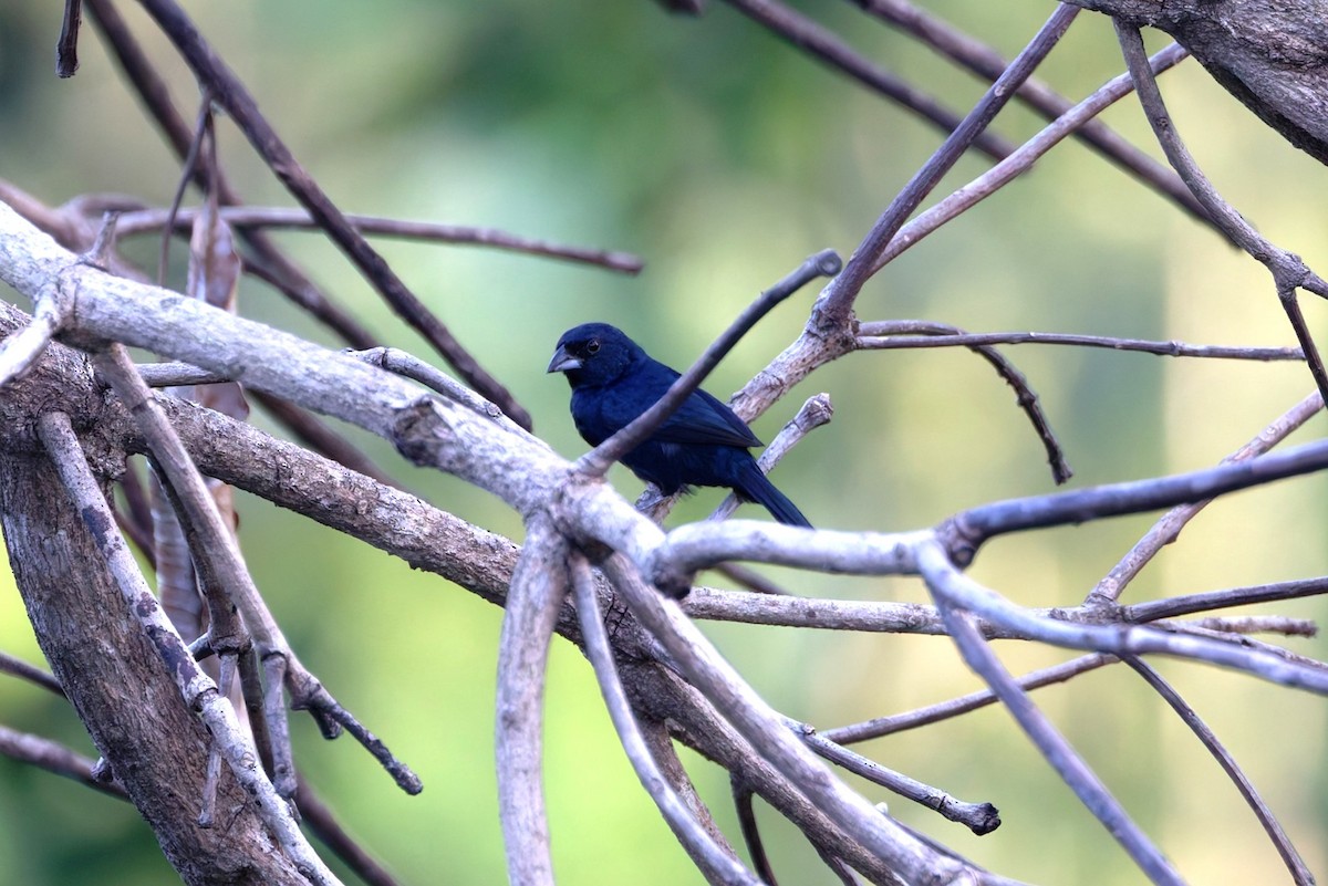 Blue-black Grassquit - ML632700002