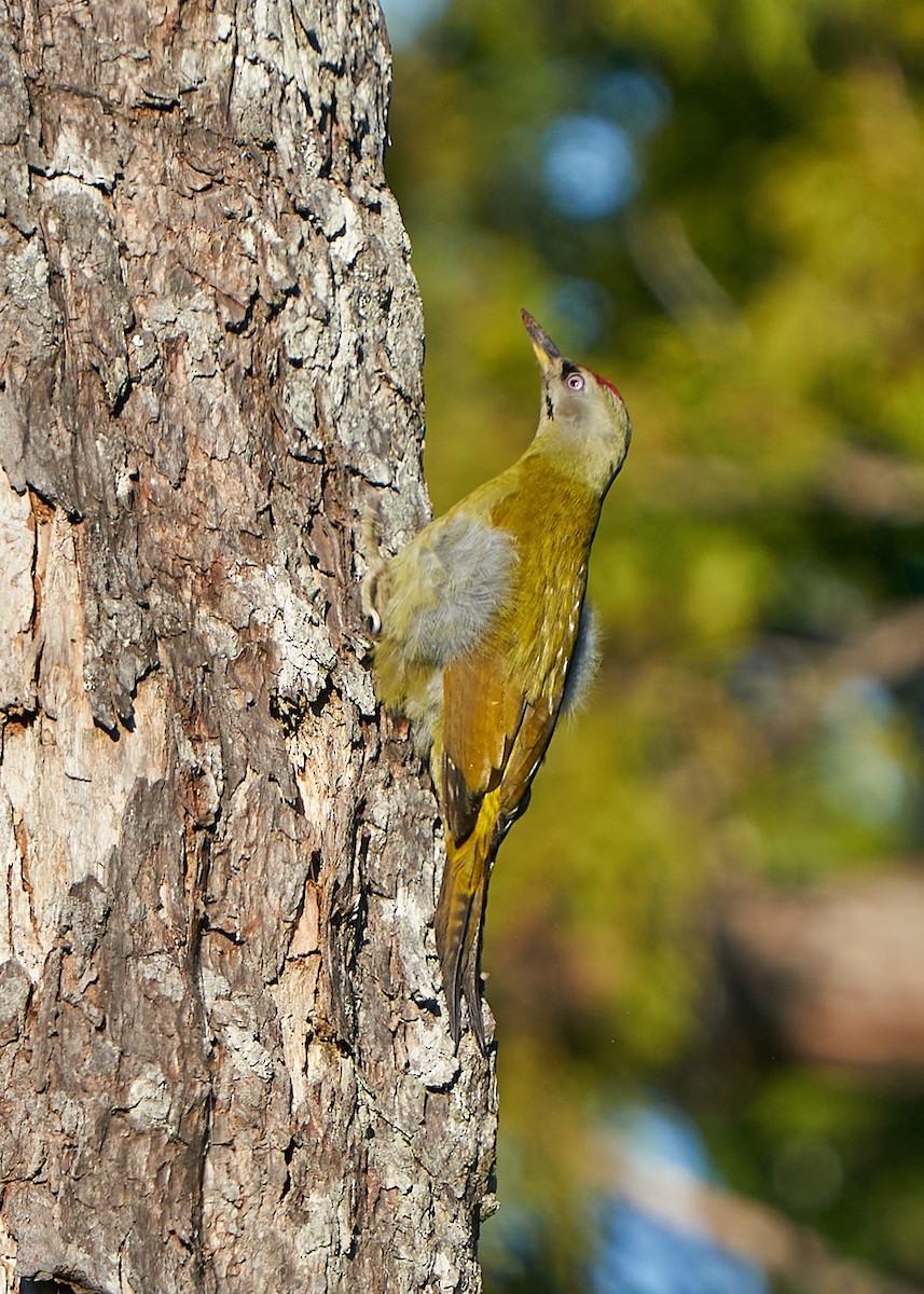 Gray-headed Woodpecker - ML632700008