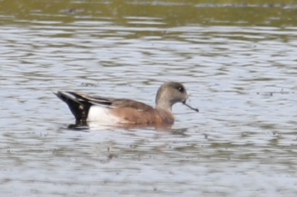 American Wigeon - ML632700018