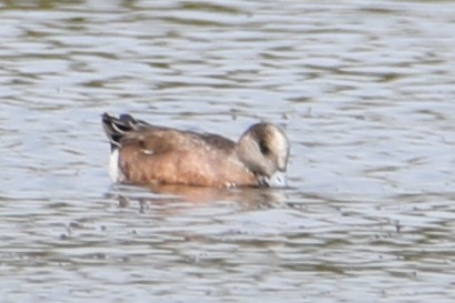 American Wigeon - ML632700019
