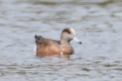 American Wigeon - ML632700020