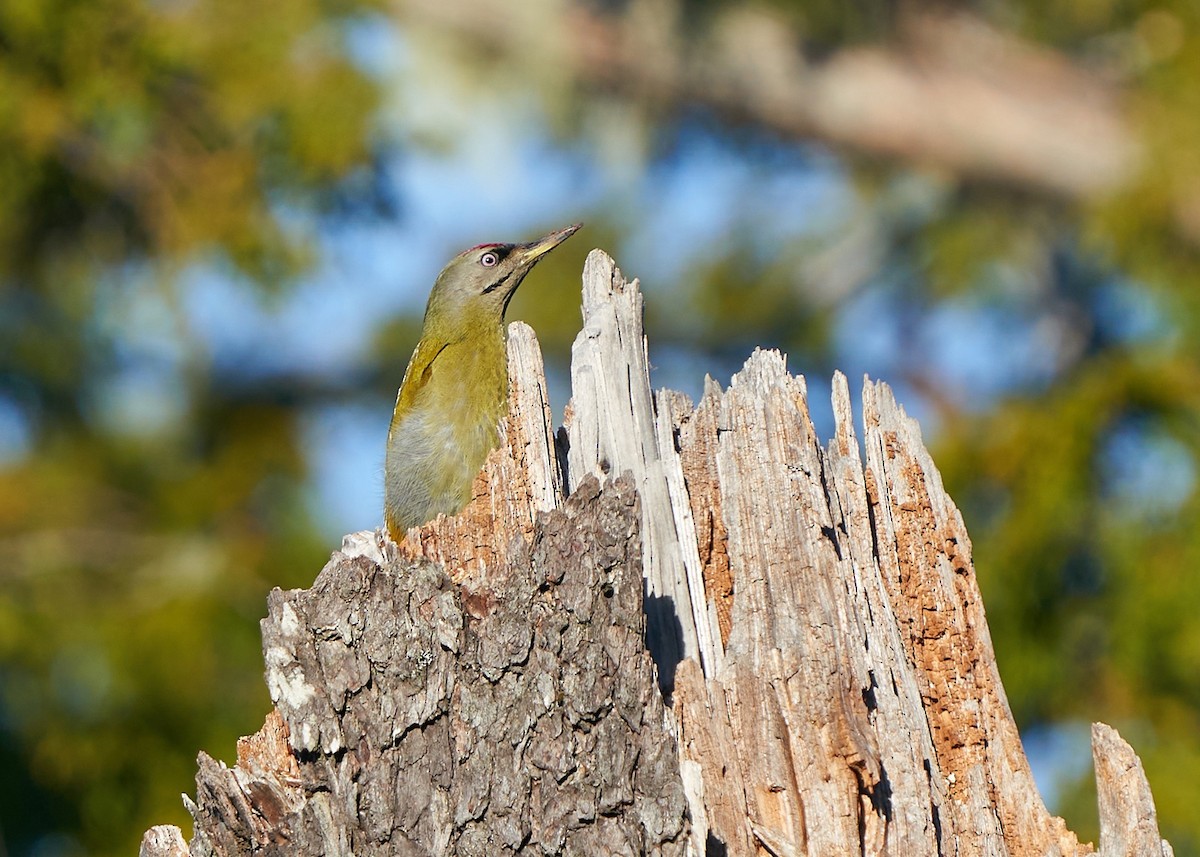 Gray-headed Woodpecker - ML632700021