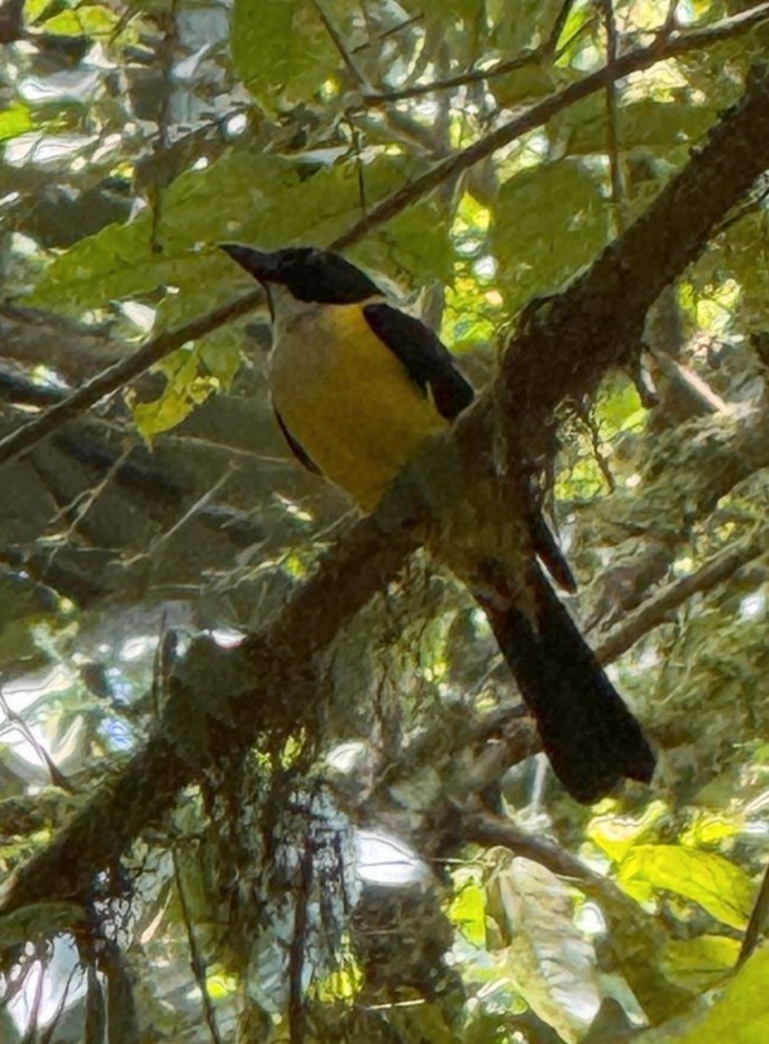 hvitstrupetanagar - ML632700332