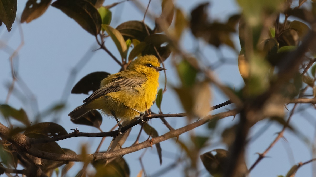 Yellow Penduline-Tit - ML632700439