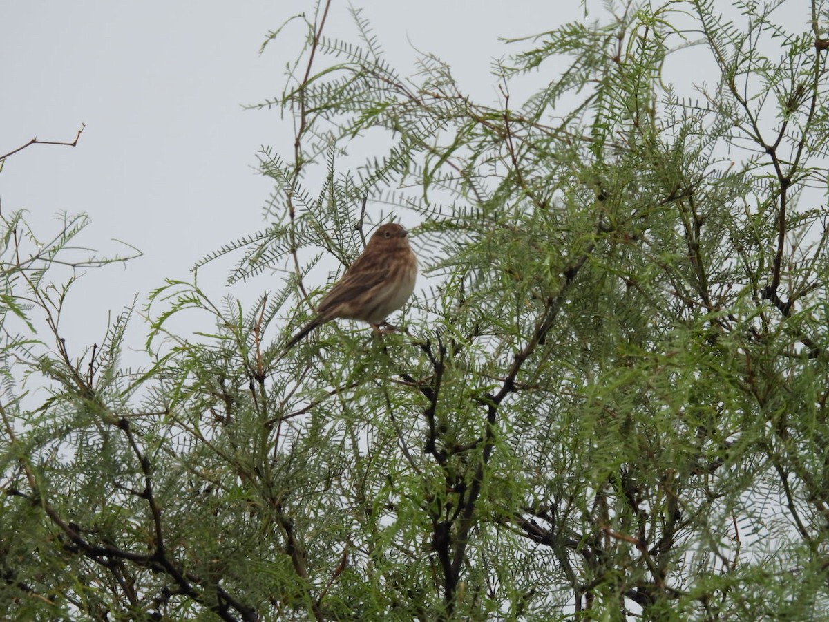 Carbonated Sierra Finch - ML632700447