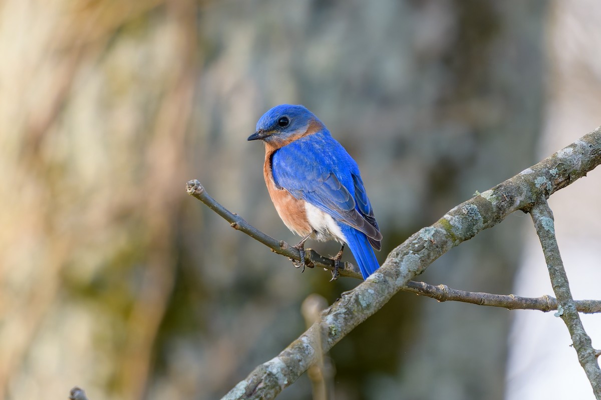 Eastern Bluebird - ML632700507