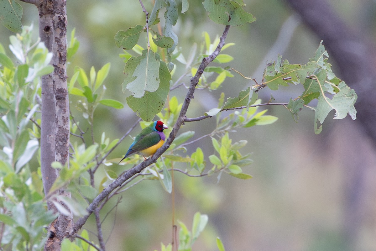 Gouldian Finch - ML632700516
