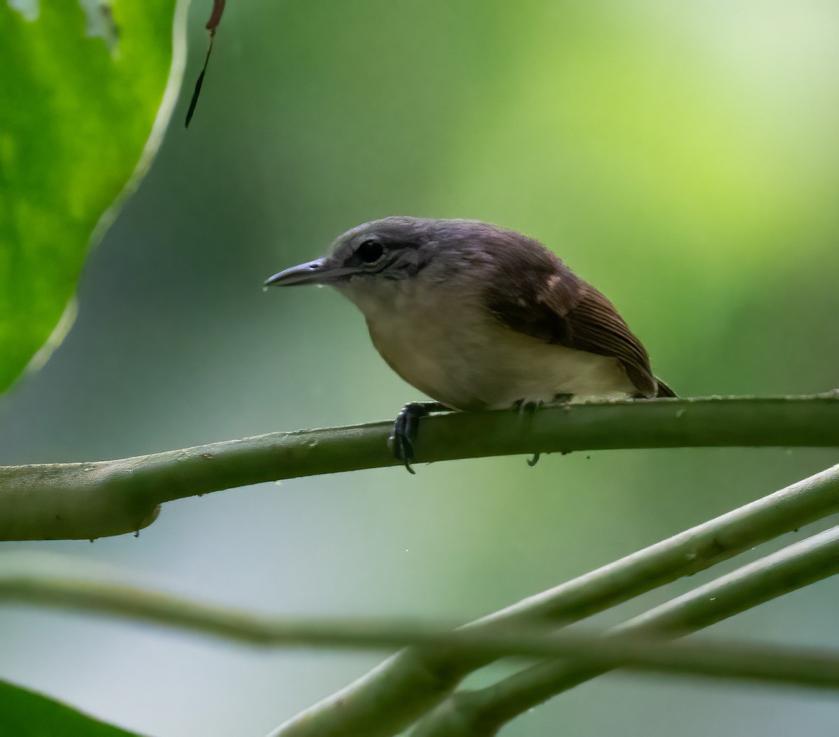 White-flanked Antwren - ML632700624