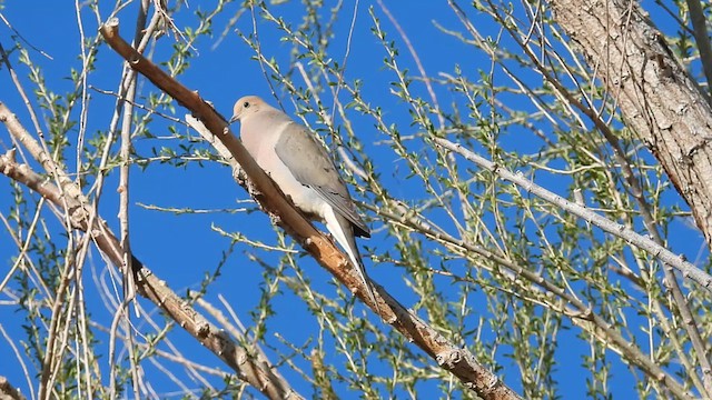 Mourning Dove - ML632700707
