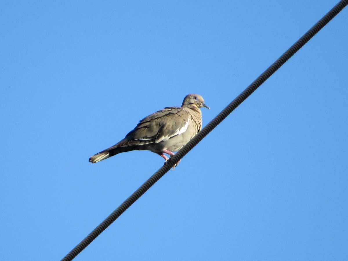 White-winged Dove - ML63270071