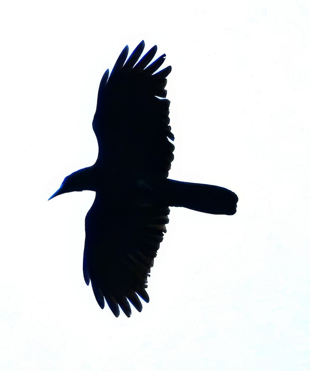 Hispaniolan Palm-Crow - ML632700731