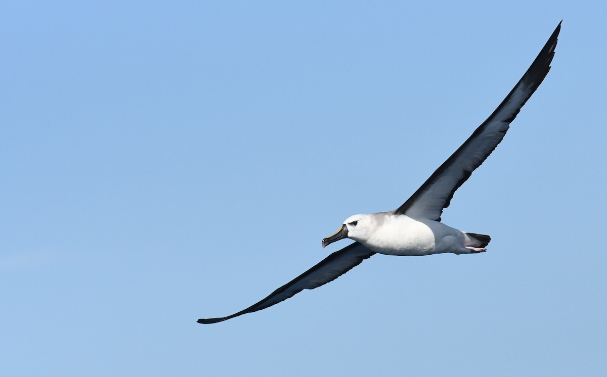 albatros pestrozobý - ML632700895