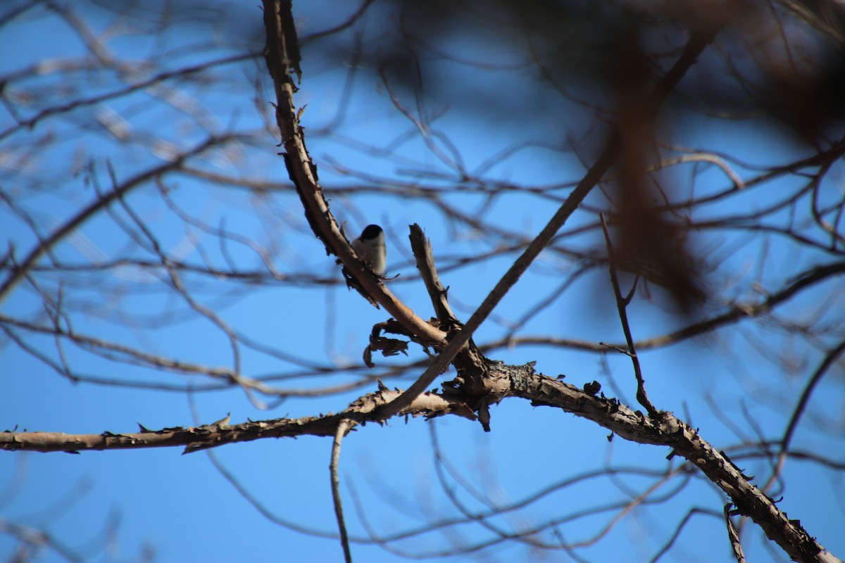 Marsh/Willow Tit - ML632701019
