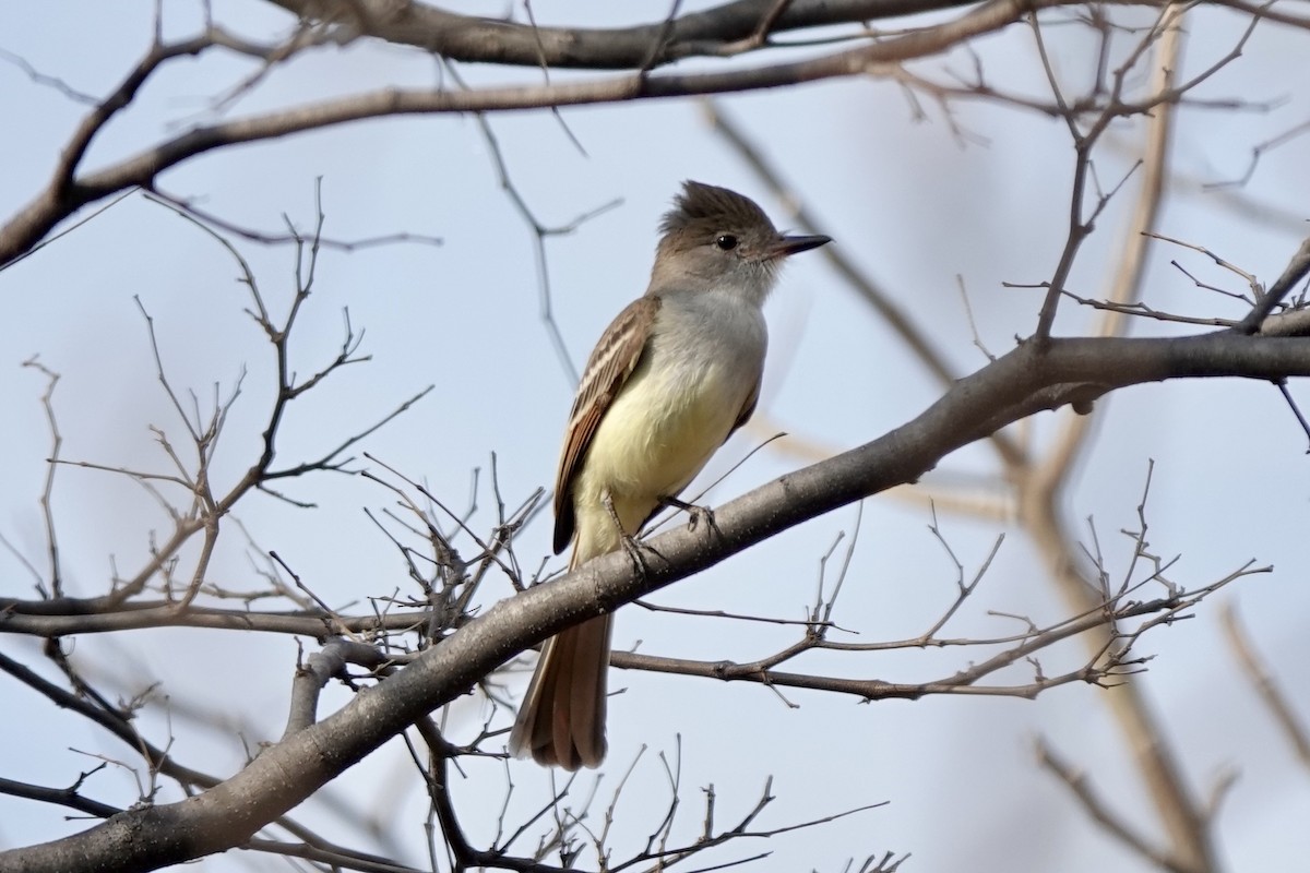 Nutting's/Salvadoran Flycatcher - ML632701022