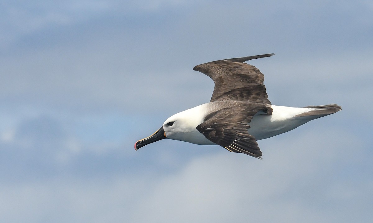 Indian Yellow-nosed Albatross - ML632701023