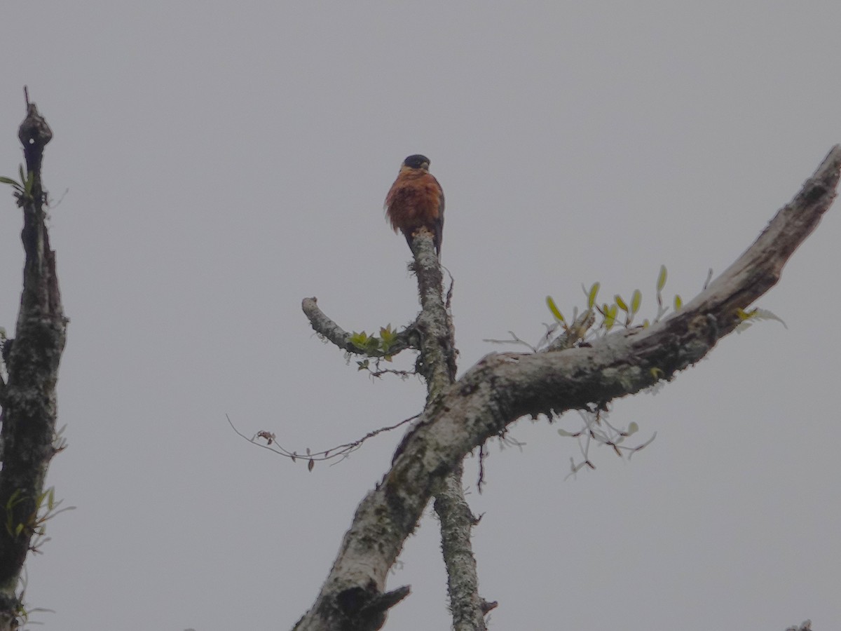 Malaienbaumfalke - ML632701152